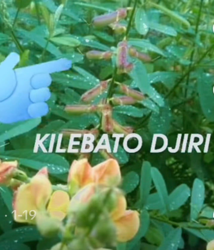 Kilebatô Yiri C02-K008