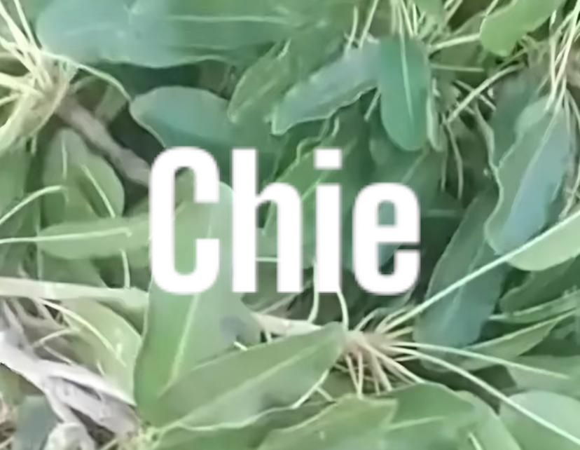 Plante de Chie