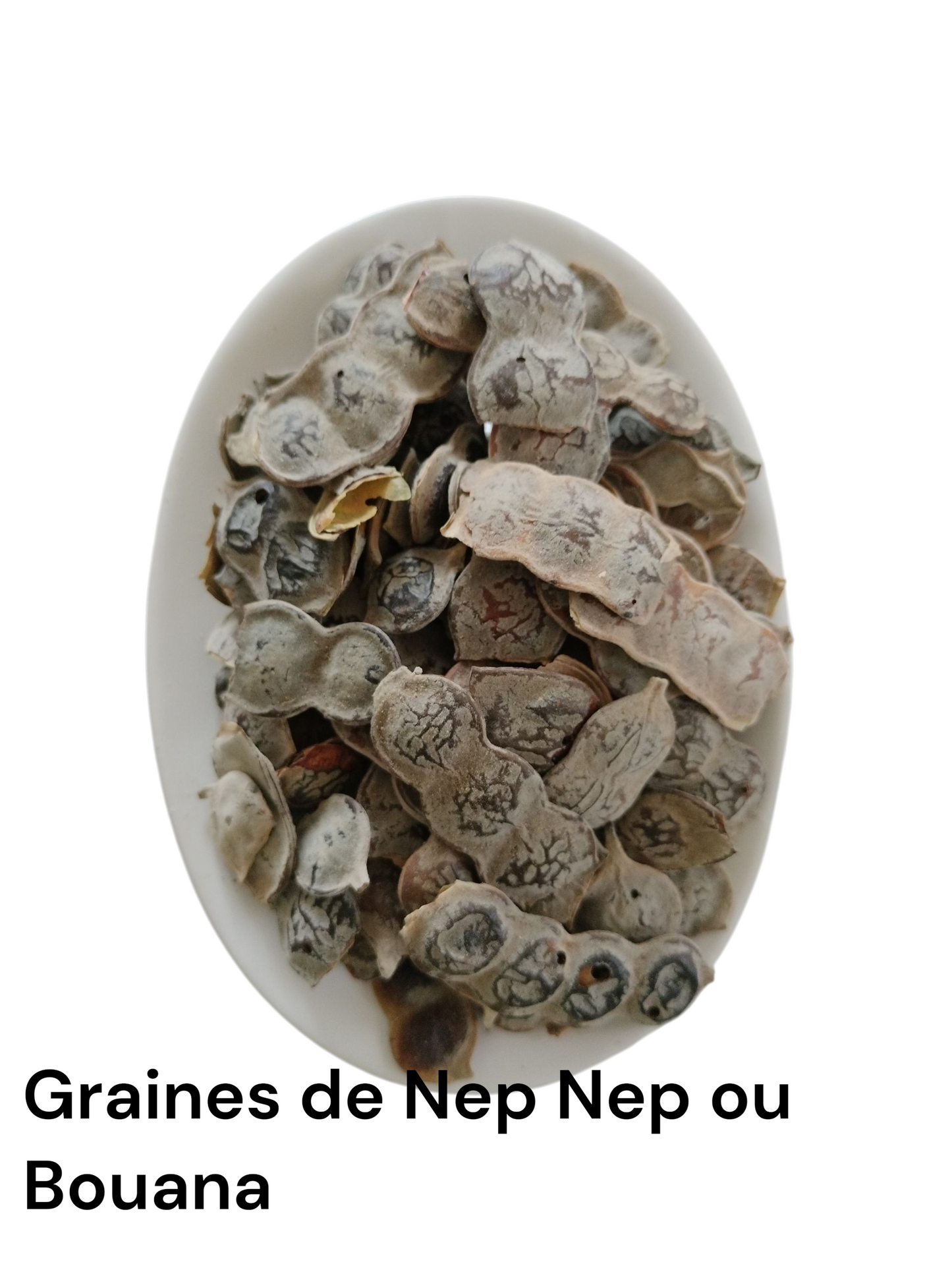 Nep-Nep ou Bouana (ACACIA NILOTICA)