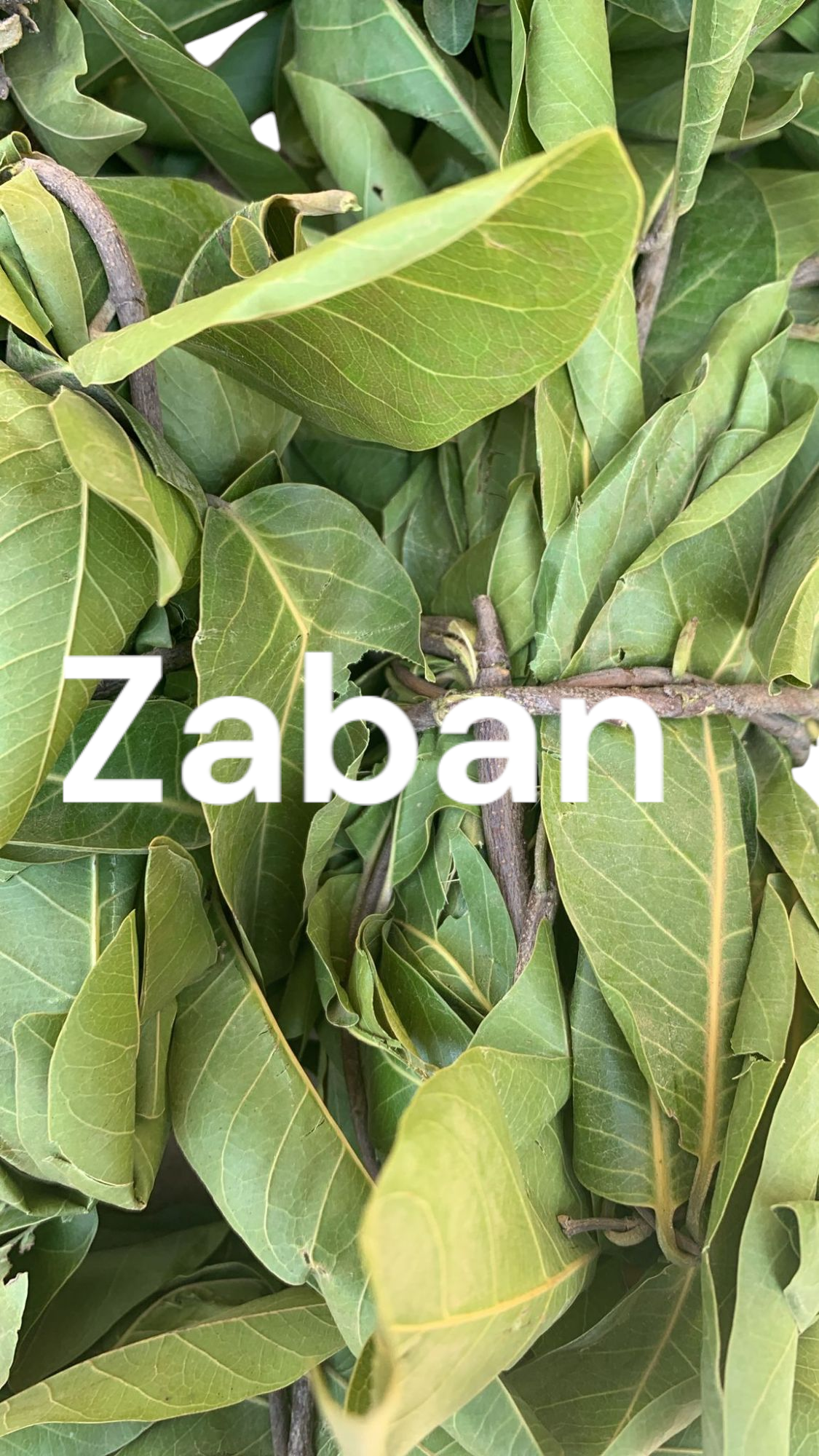 Plante de Zaban