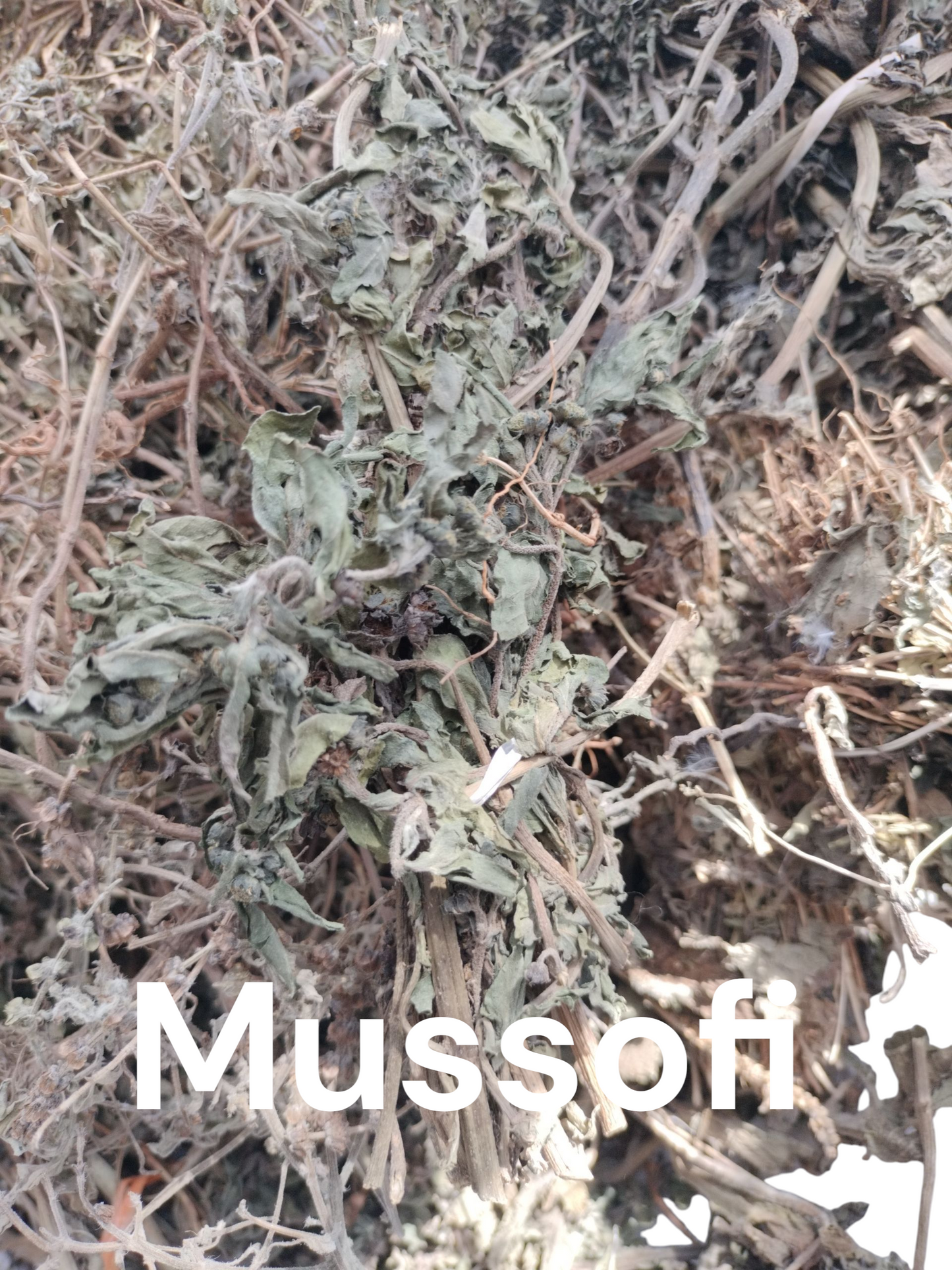 Plante de Mussofi