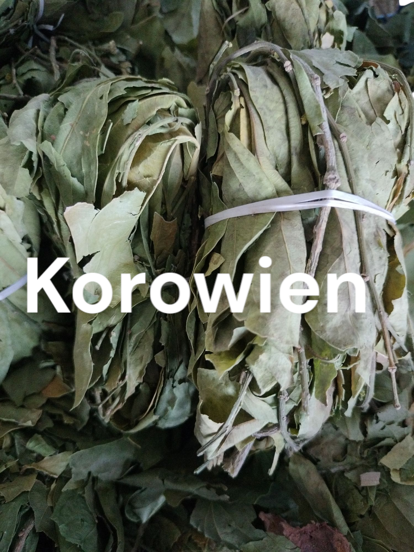 Plante de Korowien