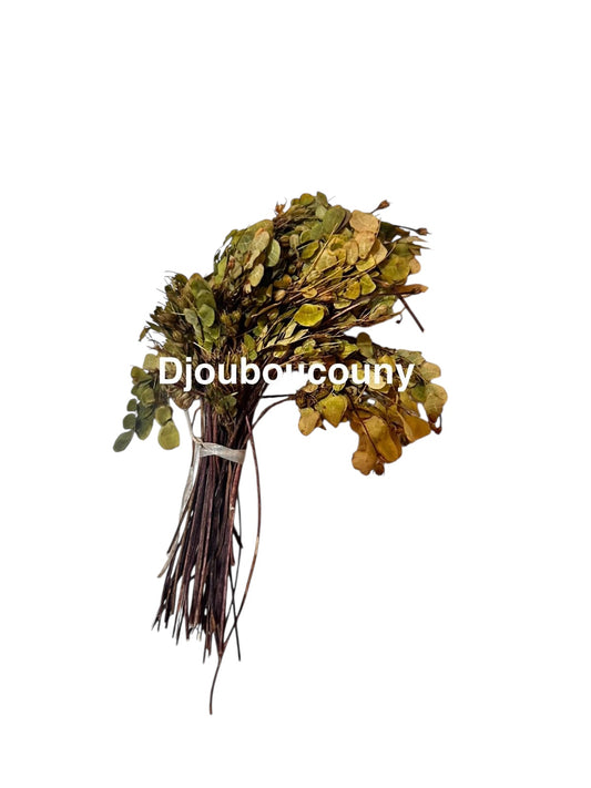 Plante Djoutoucouny_55