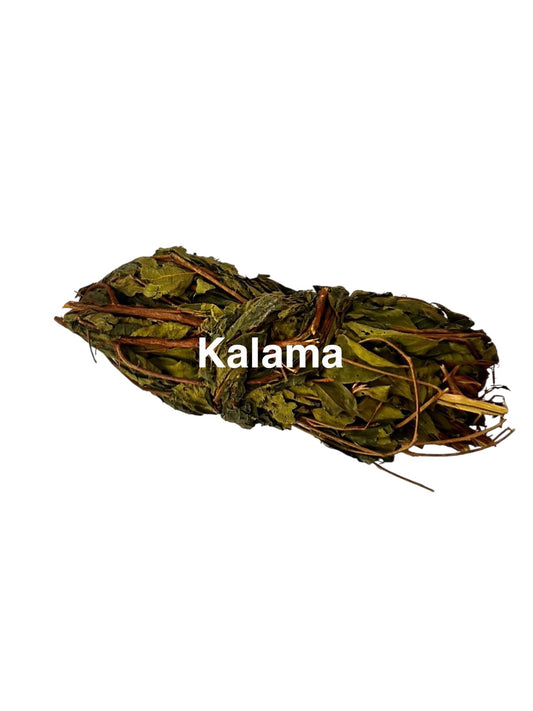 Plante Kalama 52