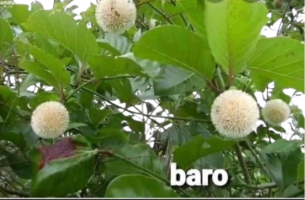 Plante Baro 29