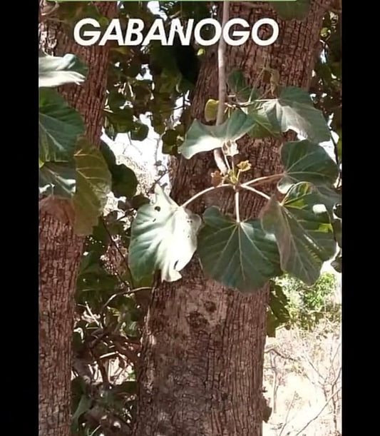 Tabanôgô (Ngabafi) C02-T002