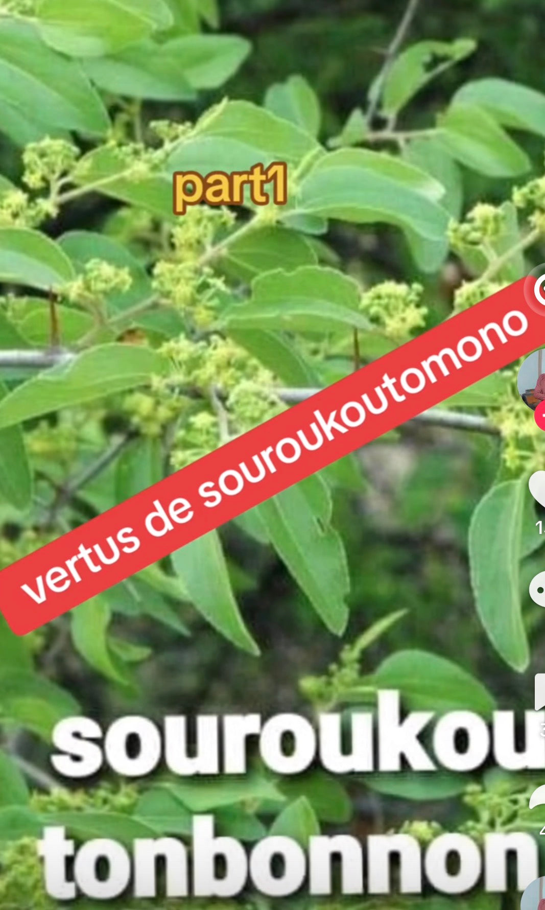 Souroukou-Tômônô C02-S012