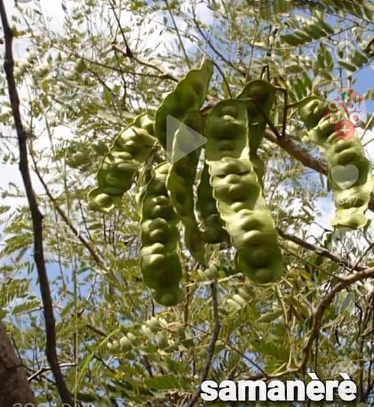 DJIMIDJAMA SAMANERENI C02-D009