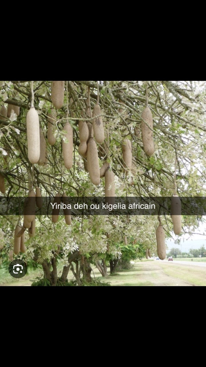 PLANTE DJIRIBAHDEH C 02-D010