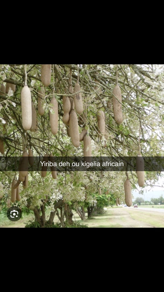 PLANTE DJIRIBAHDEH C 02-D010