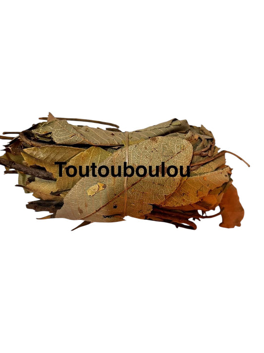 Plante Toutouboulou 27