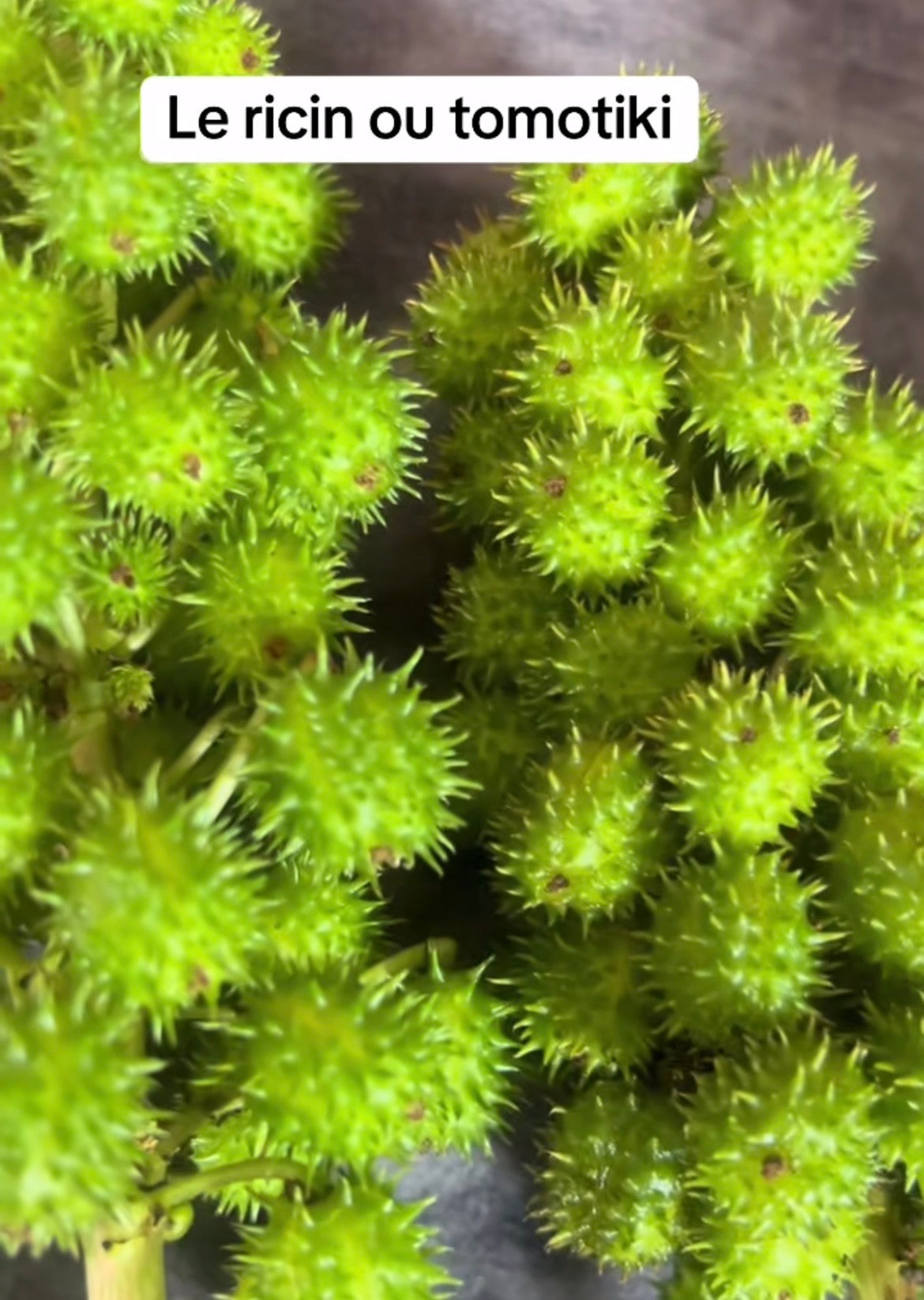 Tomotigui (Ricin)