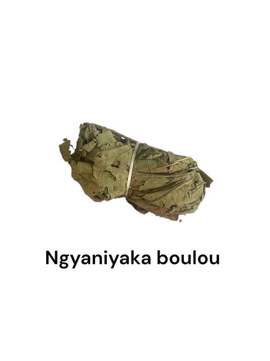 Plante Ngyaniyaka boulou 18