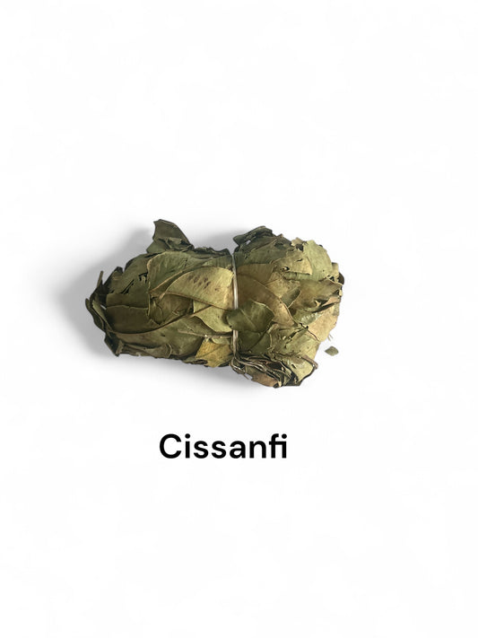 Plante Cissanfi-23