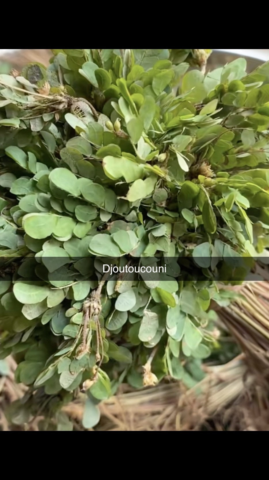 PLANTE DJOUTOUCOUNI C02-D014