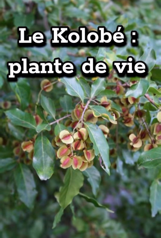 KOLOBAI  / KOLOBE.C02-K010