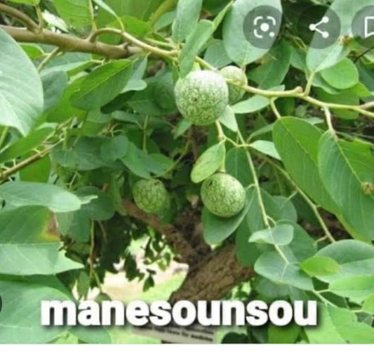 Plante de Nthankan/Mandhé sounsoun 20