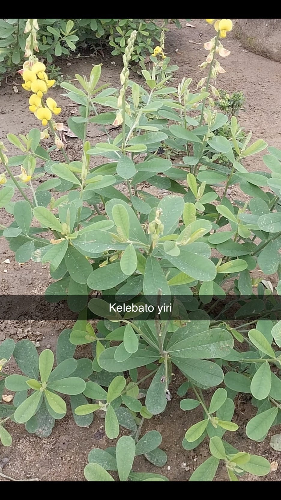 Kilebatô Yiri C02-K008