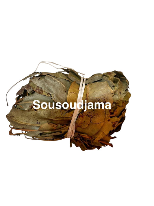 Plante Sousoufi djamatigui_21