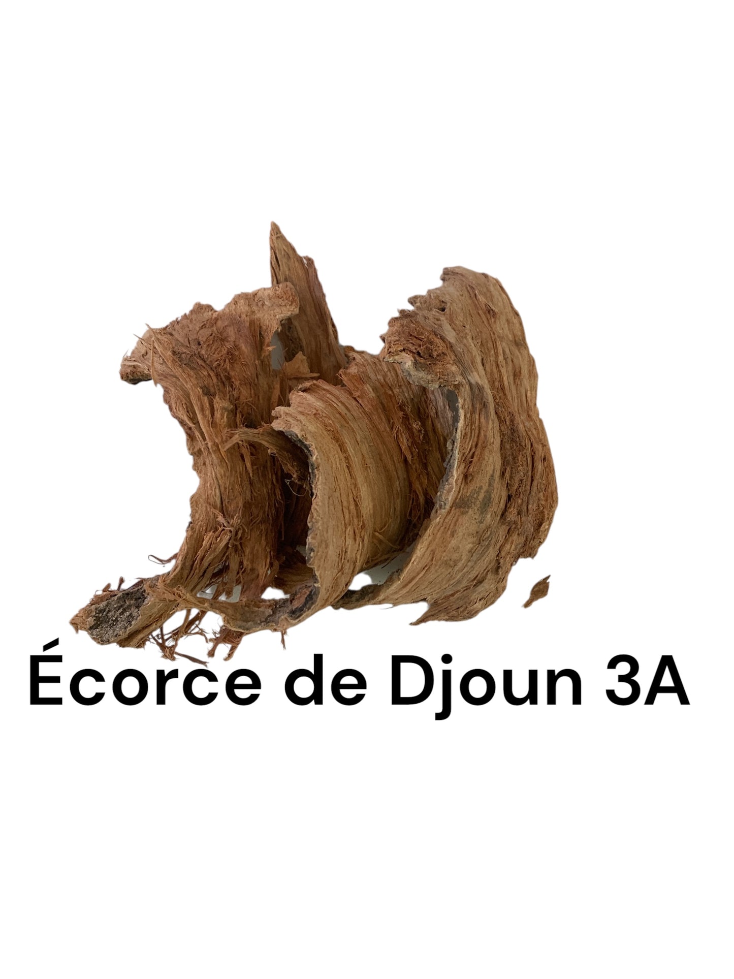 Plante Djoun_ C02-D013 (EPINE)