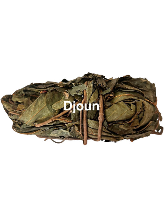 Plante Djoun_3