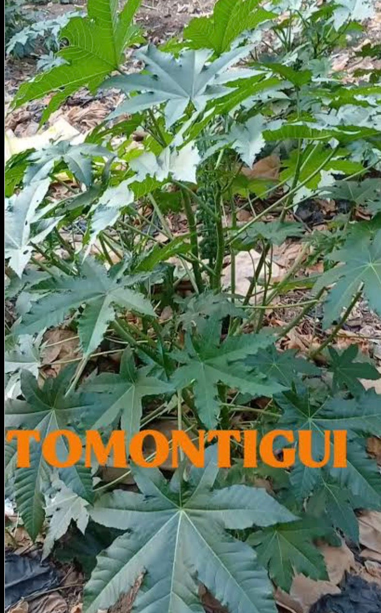 Plante Tomotigui en bambara