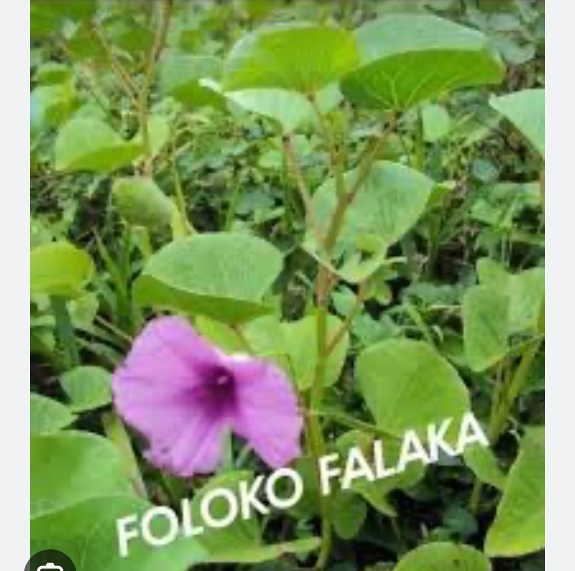Plante Folokofalaka C02-F005