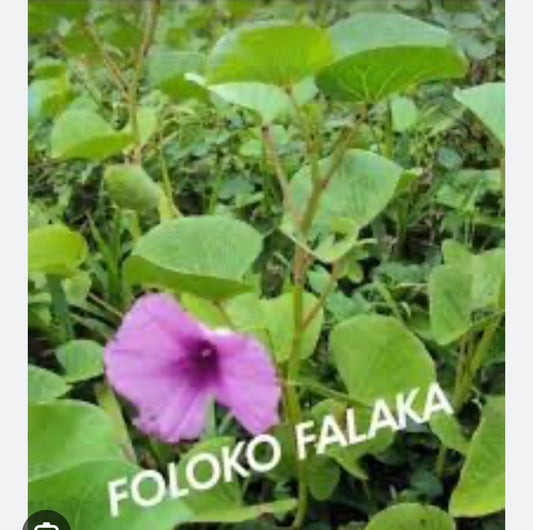 Plante Folokofalaka C02-F005