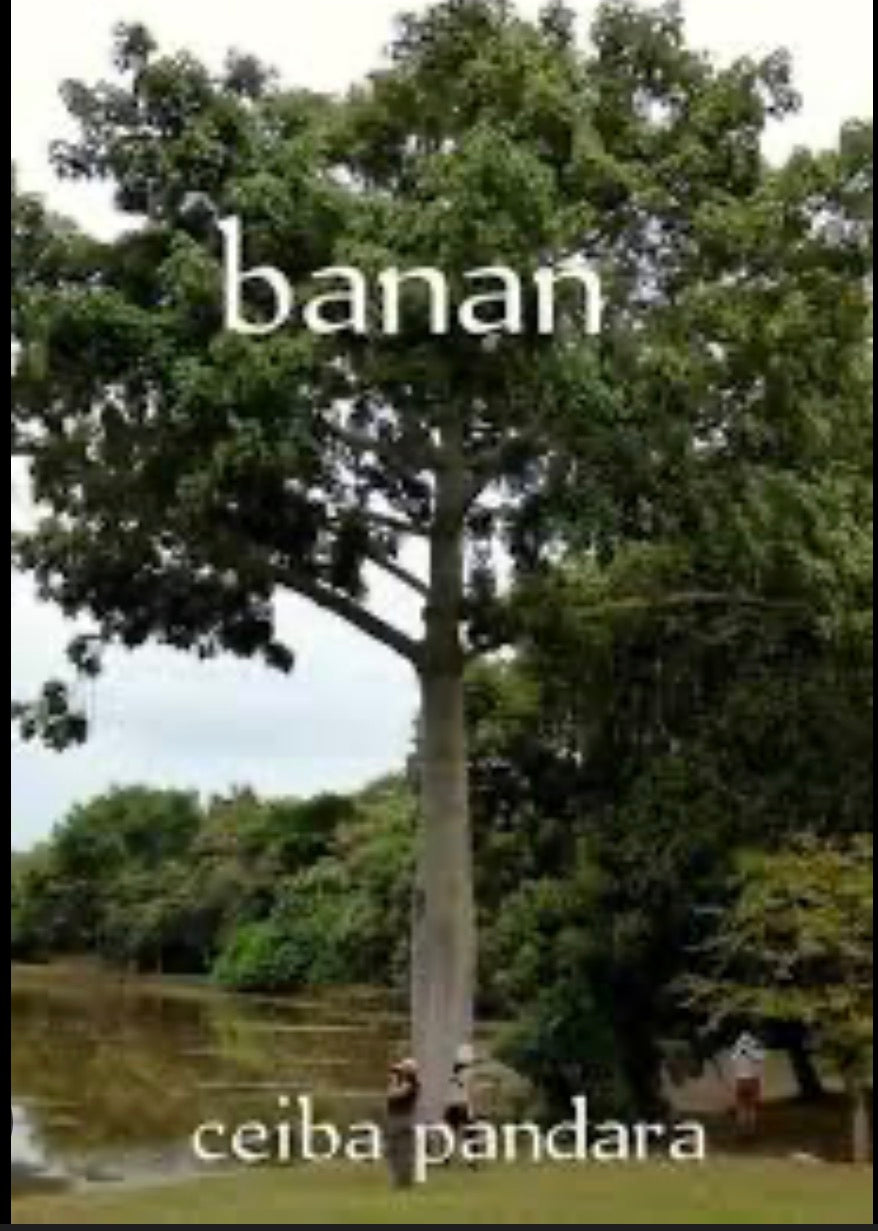 Plante Banan
