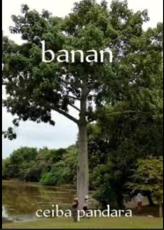 Plante Banan