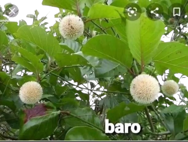 Plante de Baro