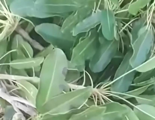 Plante de Chie (Karité)