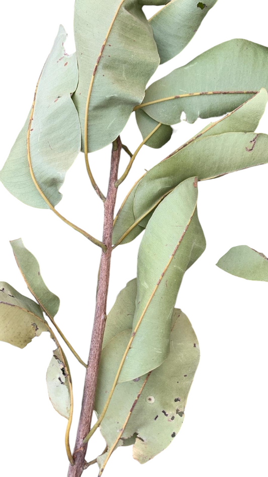 Plante de Grelakissa 49