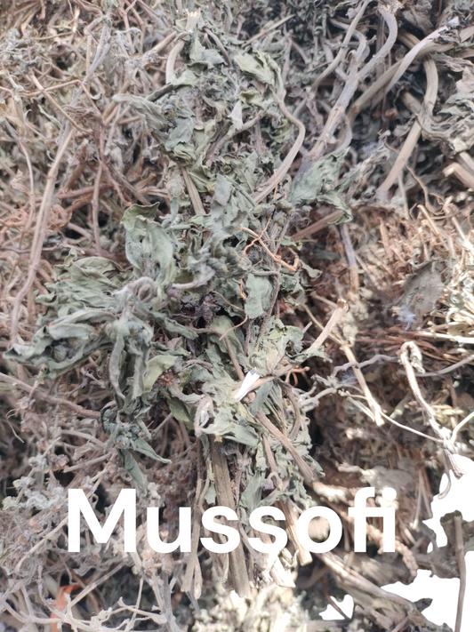 Plante de Mussofi