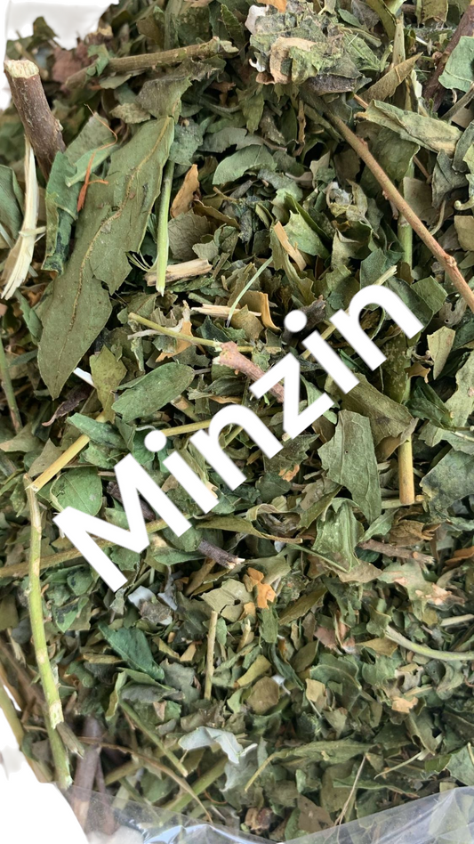 Plante Minzin 53