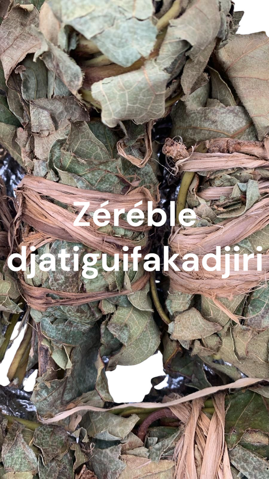 Plante Zereble djatiguifaka 42