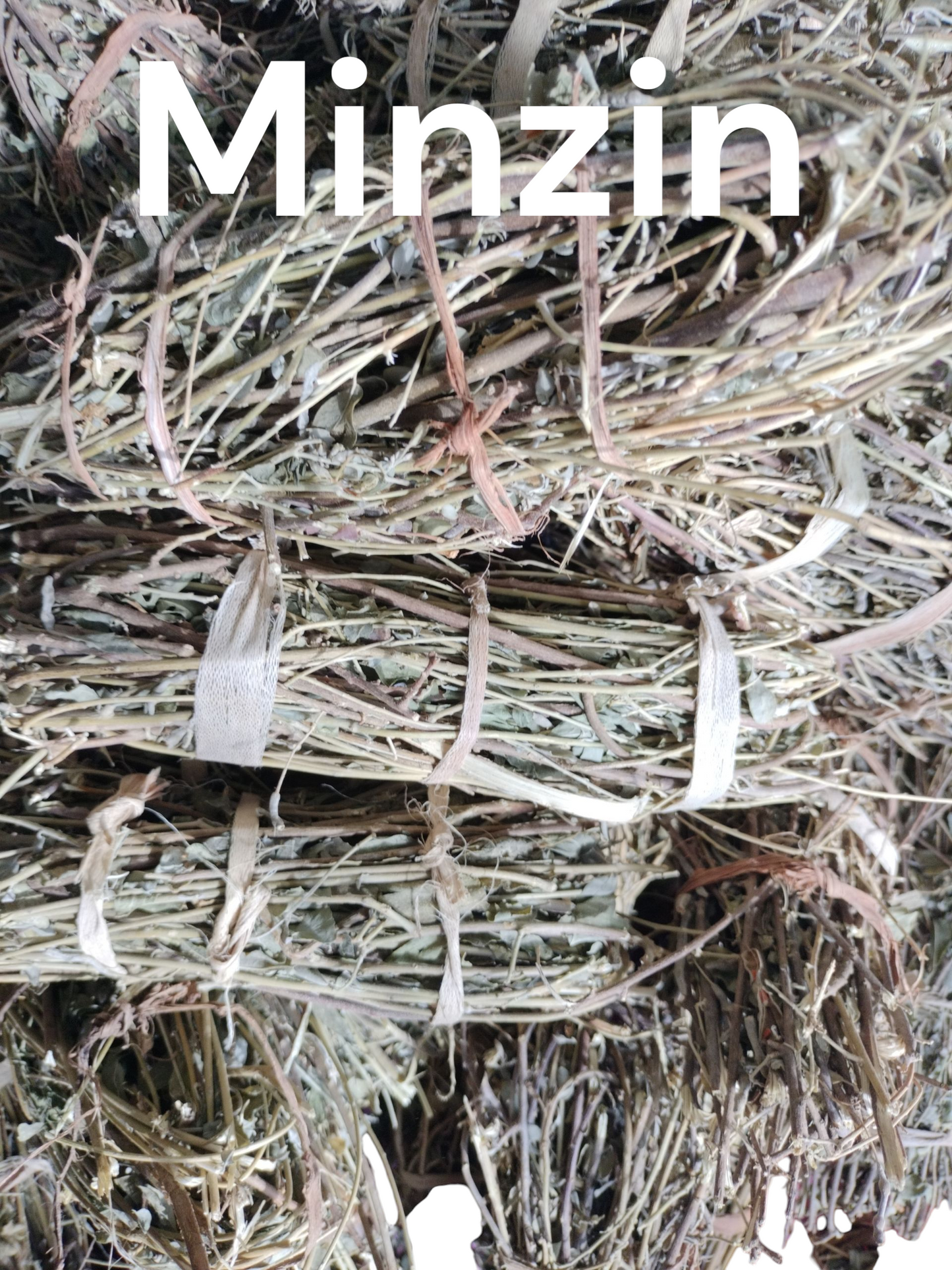 Plante Minzin 53