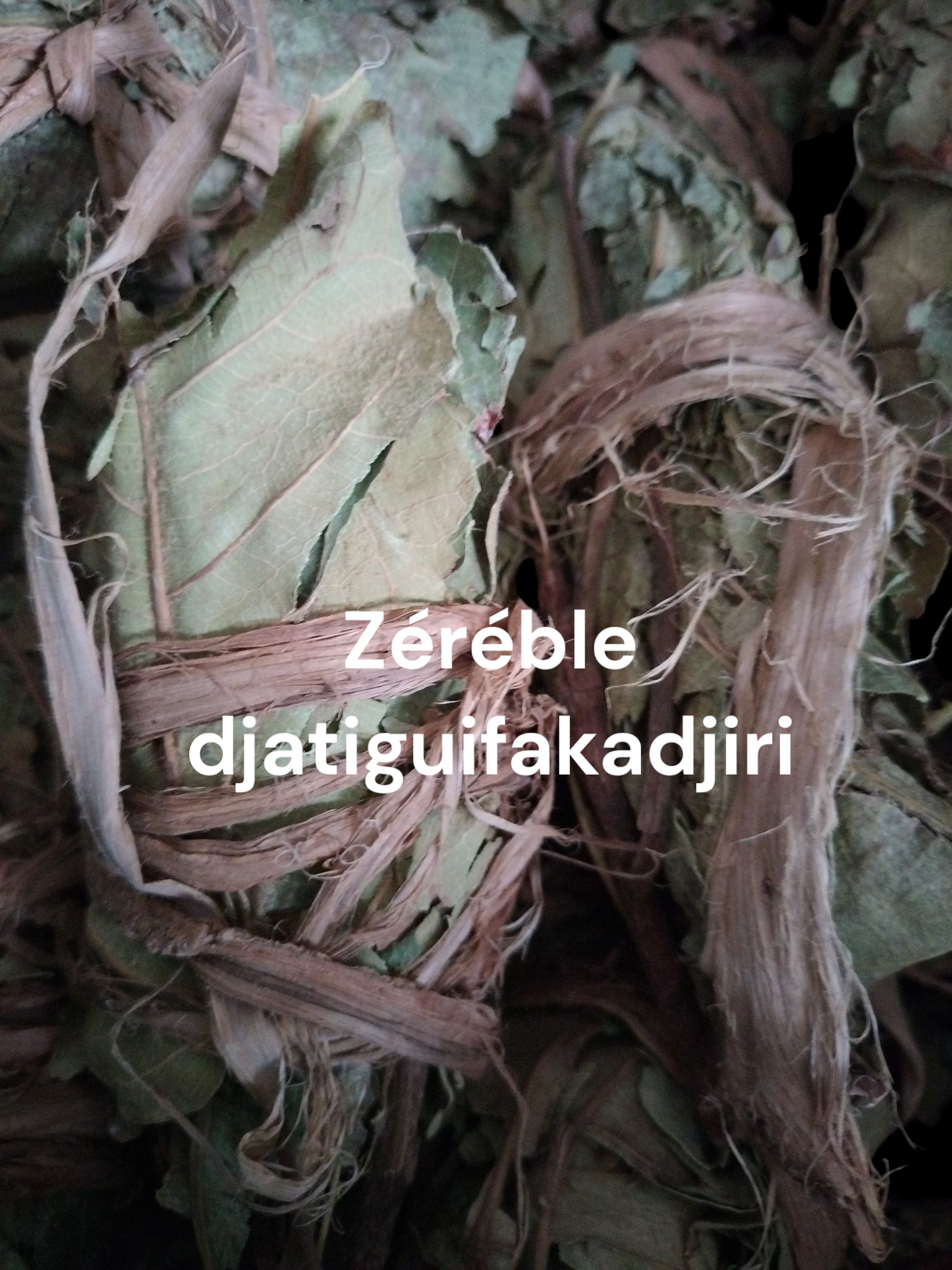 Plante Zereble djatiguifaka 42